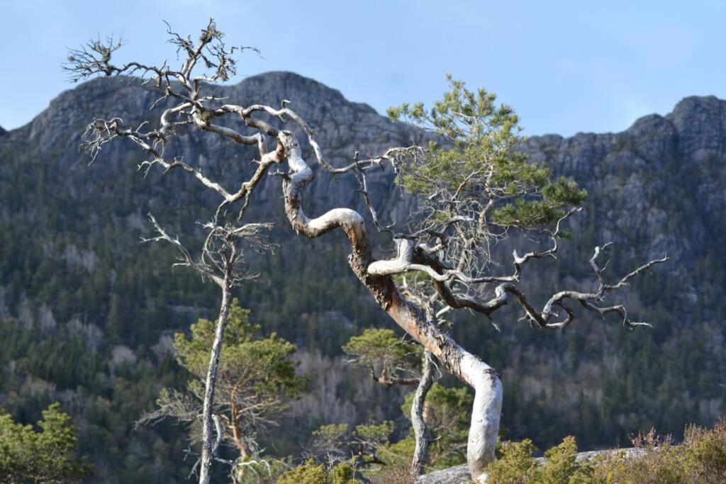 Treehut, Nature, Birds, Silence And Fjord Samlanes Bagian luar foto